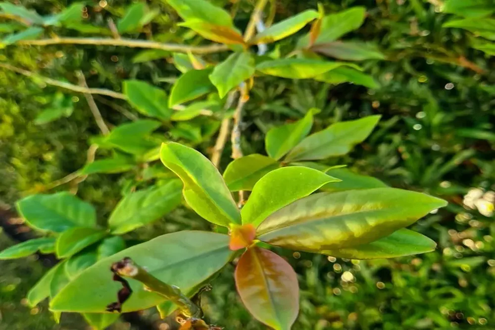 Imagem da planta Ora-pro-nóbis destacando suas características.